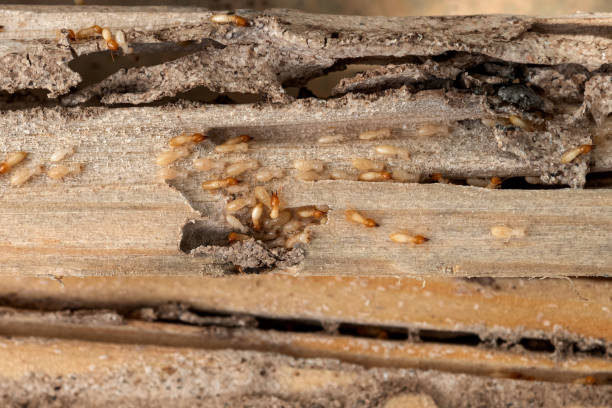 Best Wasp Removal Services  in Nashua, IA